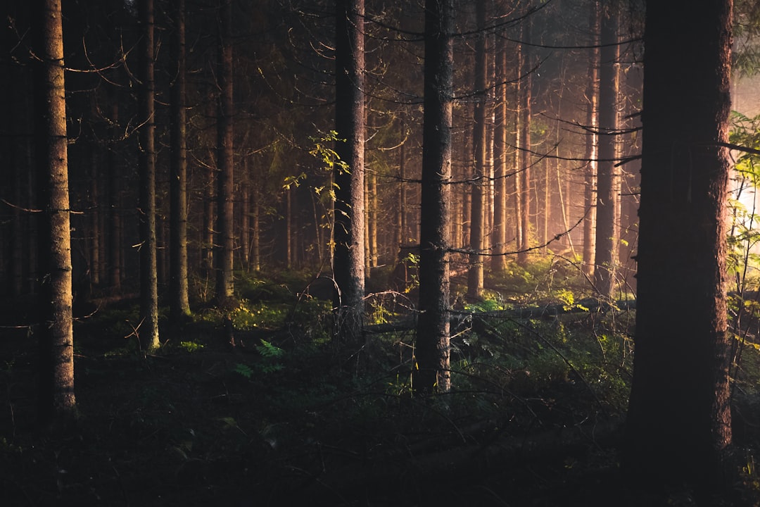 Magiske Eventyr: En Reise Gjennom Fantasi og Realitet