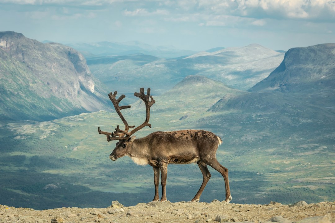Dyreliv i Norge: Utforsk Naturens Mangfold